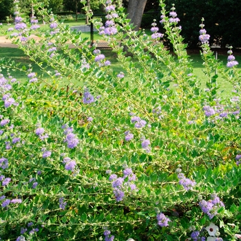 Caryopteris x clandonensis 'Blue Fountain' (112593)