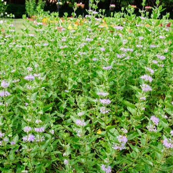 Caryopteris x clandonensis 'Blue Fountain' (112594)