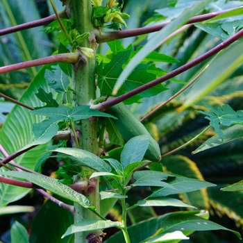 Carica papaya 'Red Lady' (112597)