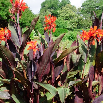 Canna 'Purple Haze' (112602)