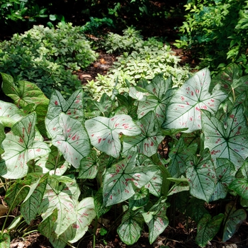 Caladium 'Strawberry Star' (112604)