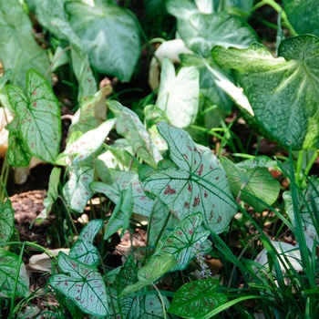 Caladium 'Strawberry Star' (112605)