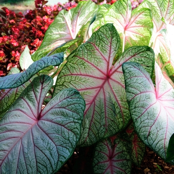 Caladium 'Summer Breeze' (112609)