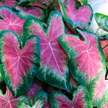 Caladium hortulanum Heart to Heart® 'Rose Glow' (112610)