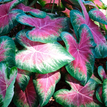 Caladium hortulanum Heart to Heart® 'Rose Glow' (112611)