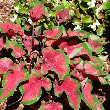 Caladium 'Rio Red' (112613)