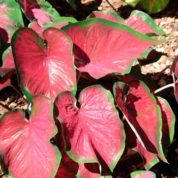 Caladium 'Red Glamour' (112615)