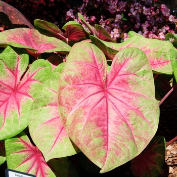 Caladium x hortulanum 'Lemon Blush' (112617)