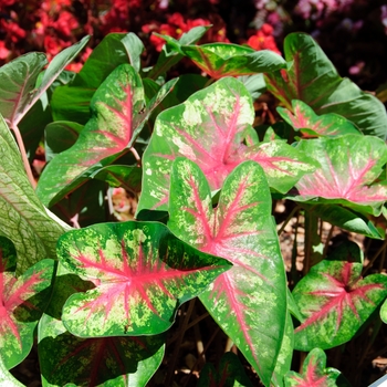 Caladium hortulanum Heart to Heart® 'Flatter Me' (112622)