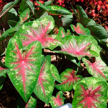 Caladium hortulanum Heart to Heart® 'Flatter Me' (112623)