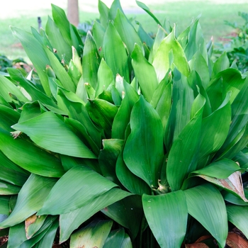 Aspidistra elatior 'Bubba' (112634)