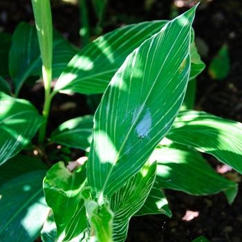 Alpinia formosana '' (112638)