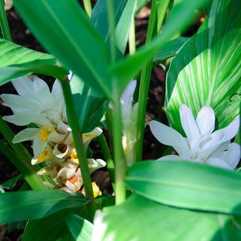 Alpinia formosana '' (112640)