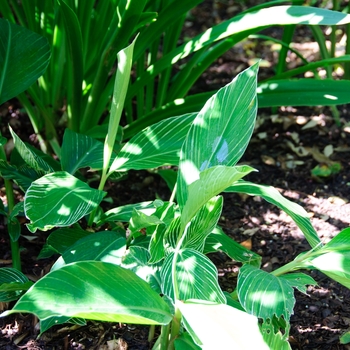 Alpinia formosana '' (112641)