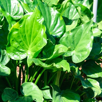 Alocasia cucullata 'Yellow Tail' (112643)