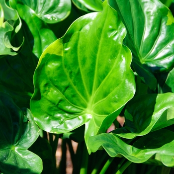 Alocasia cucullata 'Yellow Tail' (112644)