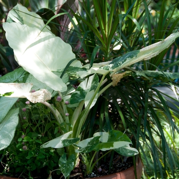 Alocasia macrorrhiza 'Variegata' (112646)