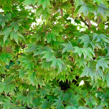 Acer palmatum 'Ruslyn in the Pink' (112661)