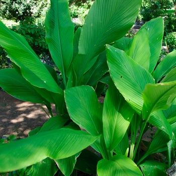 Curcuma petiolata '' (112744)