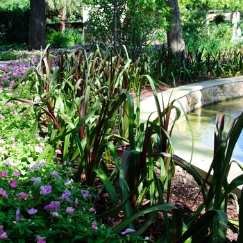 Crinum 'Sangria' (112754)