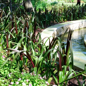 Crinum 'Sangria' (112755)