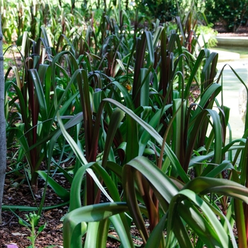 Crinum 'Sangria' (112756)