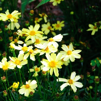 Coreopsis Ka-Pow™ 'Lemon' (112759)