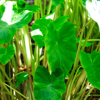 Colocasia esculenta Royal Hawaiian® 'Morning Dew' (112763)