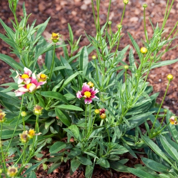 Coreopsis Ka-Pow™ 'Cerise' (112764)