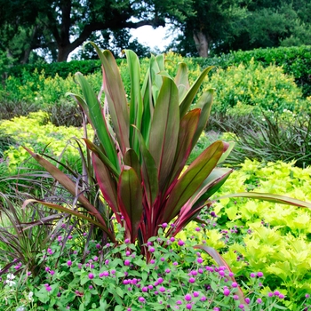 Cordyline fruticosa 'Hilo Rainbow' (112767)