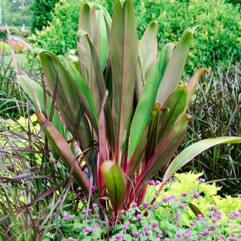 Cordyline fruticosa 'Hilo Rainbow' (112768)