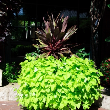 Cordyline fruticosa 'Cuero' (112770)