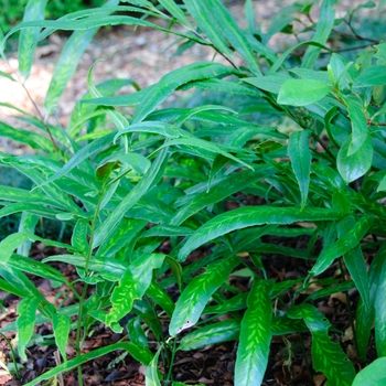 Coniogramme emeiensis 'Golden Zebra' (112772)