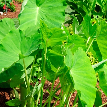 Colocasia Gigantes™ 'Noble' (112775)