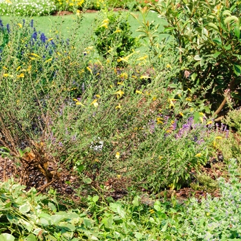 Clinopodium coccineum 'Amber Blush' (112782)