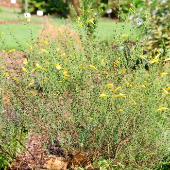 Clinopodium coccineum 'Amber Blush' (112783)