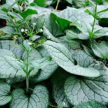 Brunnera macrophylla 'Sea Heart' (112807)