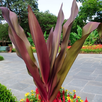 Crinum angustum 'Queen Emma' (112809)