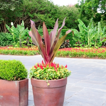 Crinum angustum 'Queen Emma' (112810)