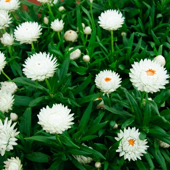 Bracteantha bracteata 'Cottage White' (112814)