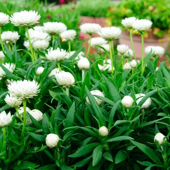 Bracteantha bracteata 'Cottage White' (112815)