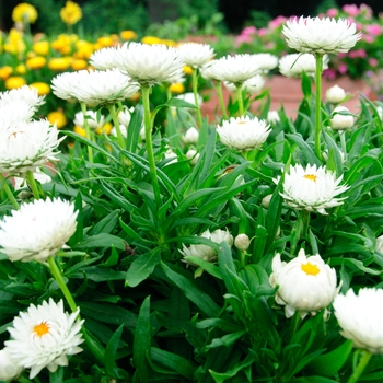 Bracteantha bracteata 'Cottage White' (112816)