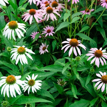 Echinacea 'Paradiso Mix' (112926)