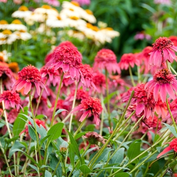 Echinacea Double Scoop™ 'Cranberry' (112929)