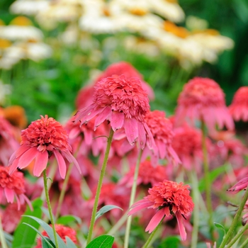 Echinacea Double Scoop™ 'Cranberry' (112930)