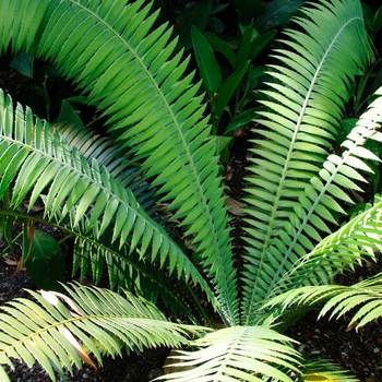 Dioon spinulosum '' (112933)