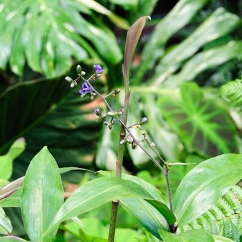 Dichorisandra pendula '' (112935)