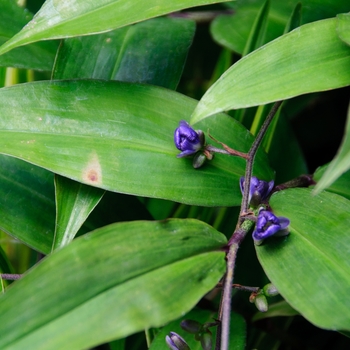 Dichorisandra pendula '' (112937)