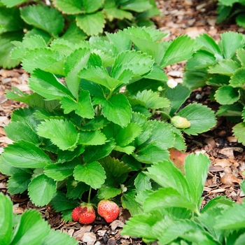 Fragaria x ananassa 'Quinault' (112940)