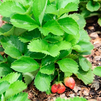 Fragaria x ananassa 'Quinault' (112941)